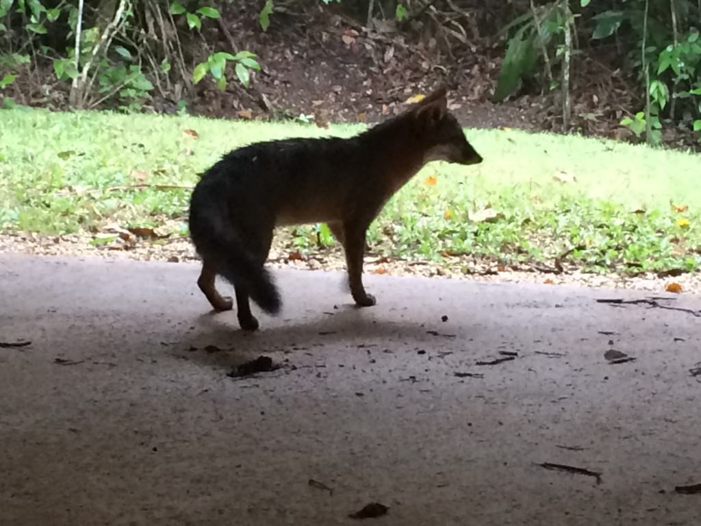 野生のキツネ？