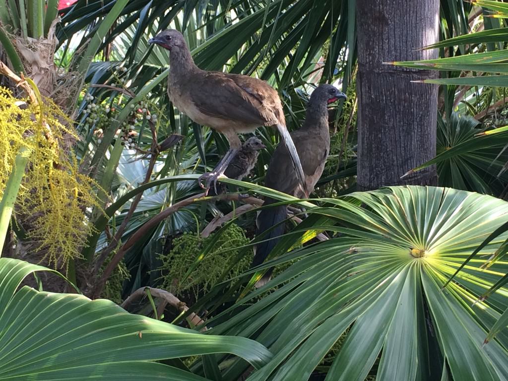 野鳥もいます