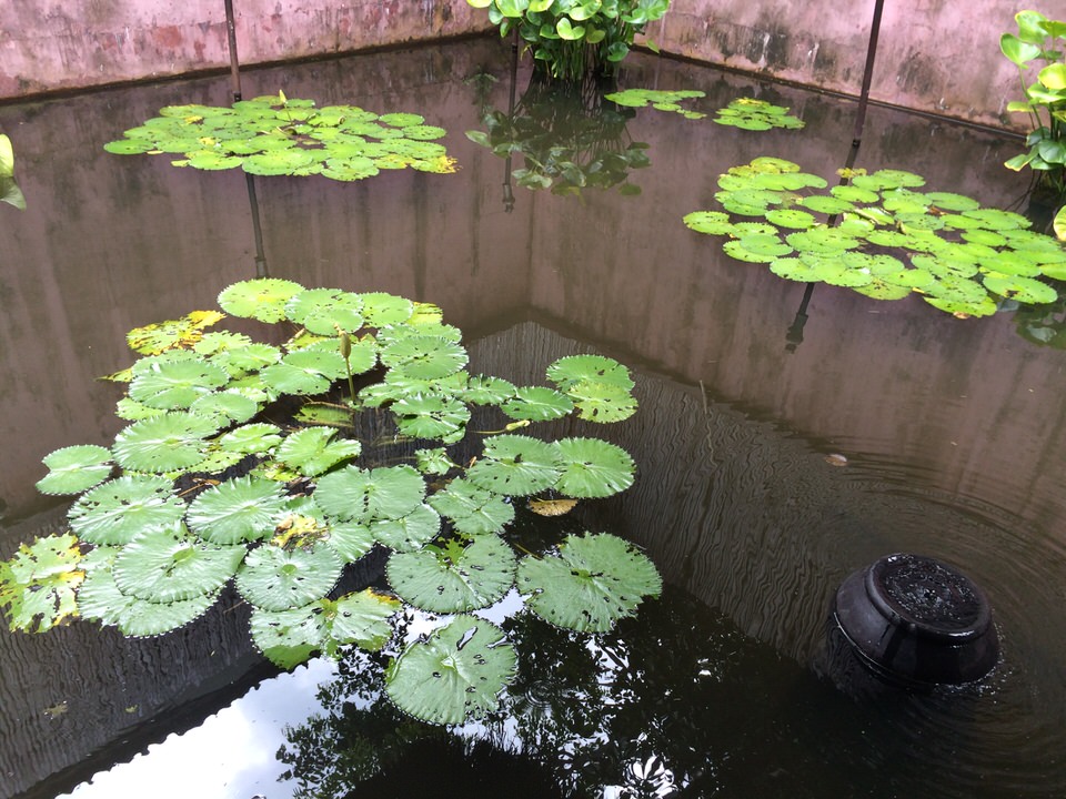 極楽浄土に来たような蓮の池