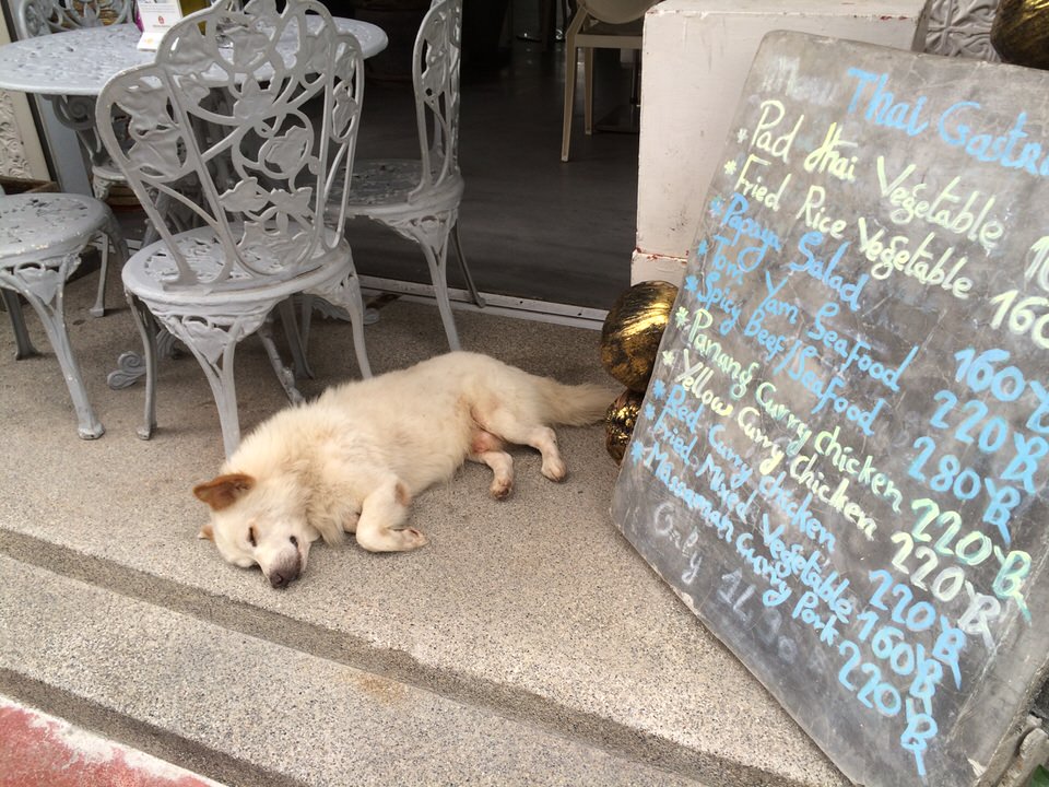 気持ちよさそうに居眠りする犬