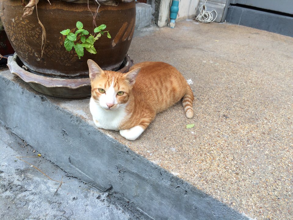 お店の前でのんびりする猫